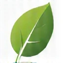 MongoDB logo